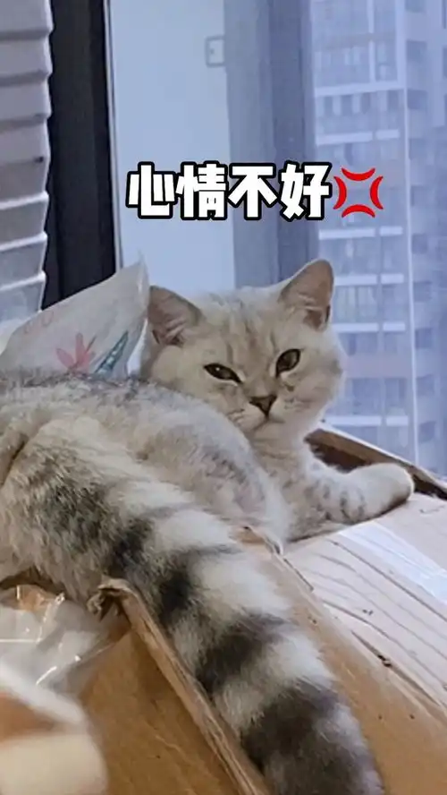 养个猫跟养个对象一样,天天生气天天哄宠物猫