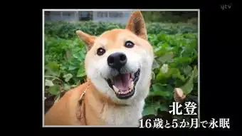 悲报你的表情包去世了