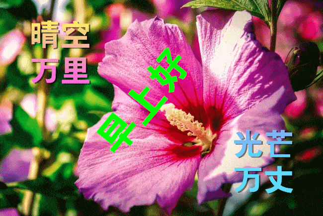 早上好动态图片表情带字和鲜花,早安问候语配动态图片