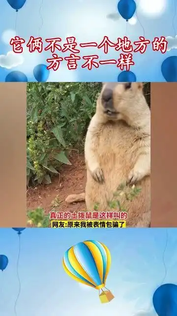 原来土拨鼠是这样叫的,被表情包骗了这么多年