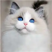 超萌可爱猫咪头像原谅我这么萌