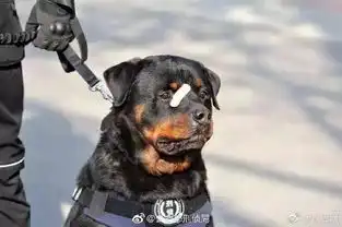 拒捕表情包警犬