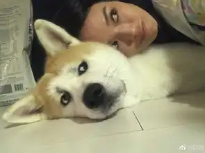 舒淇黏著柴犬贴面合影狗狗一脸生无可恋