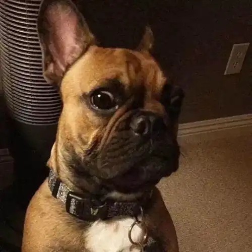 今天的文章,悄悄的来啦铲屎官遭柴犬嫌弃白养你这么多年了