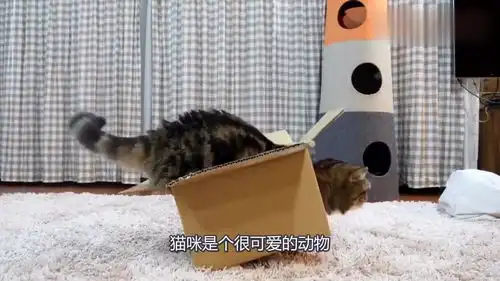 喵咪不愧是喵星族搞笑著称的,萌表情堪称一绝主人都被萌化了