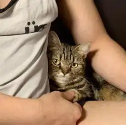 猫咪头像男生代表什么低