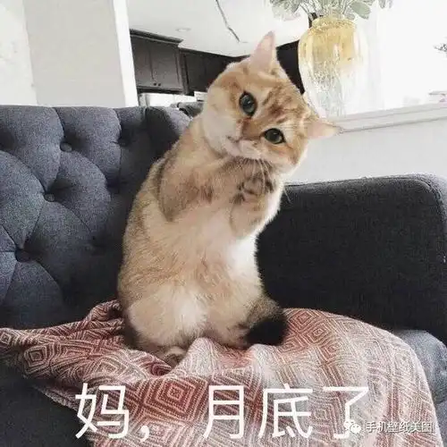 猫猫头表情包饭盆