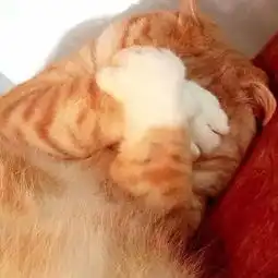 喵不想起床ω