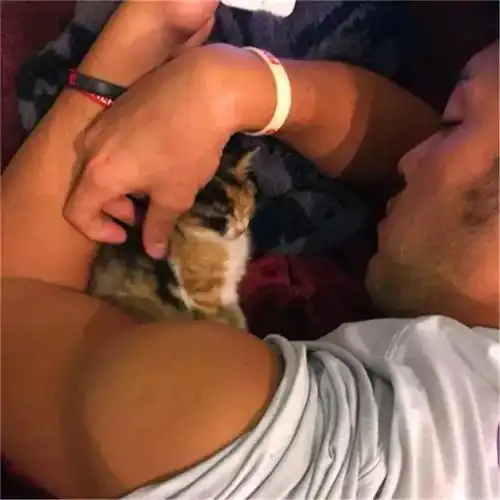 猫咪头像男生代表什么可