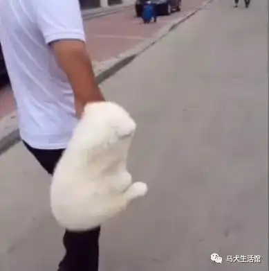 萨摩耶宝宝散步太累直接耍赖,秒变无尾熊让网友们全笑翻