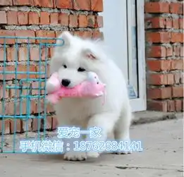 男生抱萨摩耶头像生出