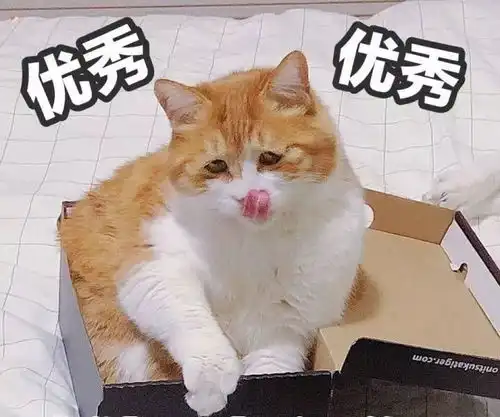 小胖子表情包我没钱黑猫