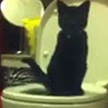 美国一名爱猫男子教会小猫使用家里的抽水马桶