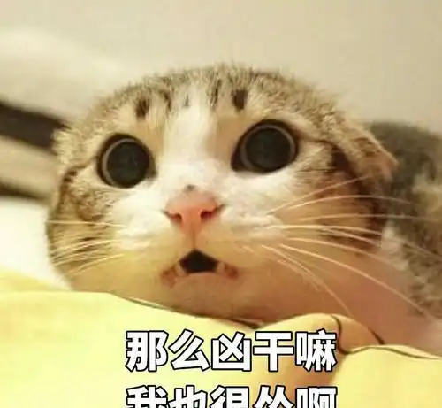 猫咪偷偷抹把泪表情包抖