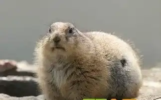 宠物土拨鼠吃什么