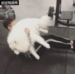 男生抱萨摩耶头像要抱抱