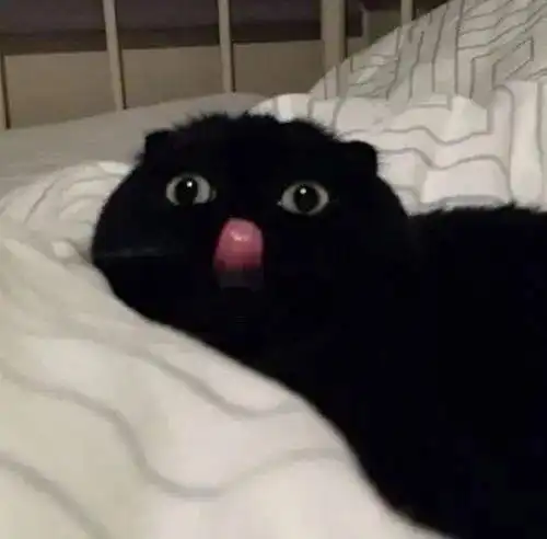 感觉黑猫都会给人一种沙雕的印象