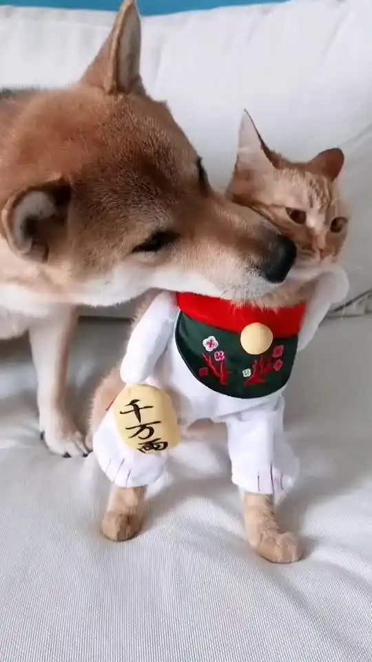 猫咪一脸嫌弃柴犬,柴犬就喜欢凑上去,哈哈