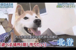 一直收藏在新塘人表情包里的它去世了,一路走好