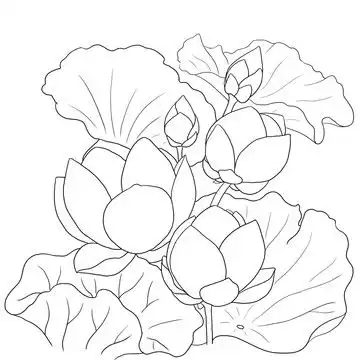 荷花线稿