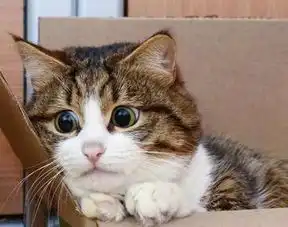 猫咪听说要去绝育,竟然气得差点炸毛,百变表情笑翻网友