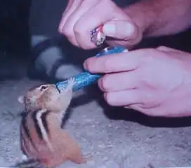 猴子图片搞笑表情包销魂