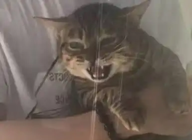 带猫咪去打针,它竟拒绝的撕心裂肺,主人低头看到它的表情笑喷