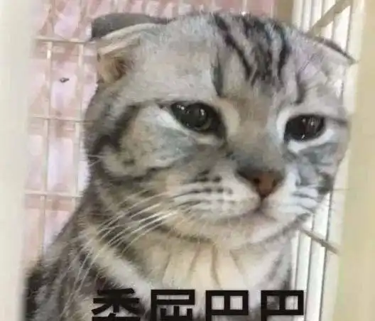 心酸怎么样才能让猫咪晚上不要跑酷