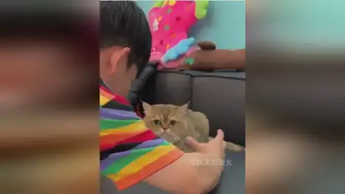 男友吃饱没事做,对着猫咪发神经,猫咪竟然露出这个表情