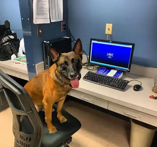 这警犬简直表情包网友它下班后跟我家傻狗差不多