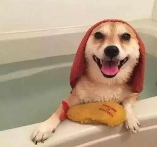柴犬嫌弃的表情包洗澡