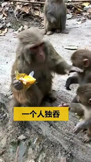 猴子图片搞笑表情包天津