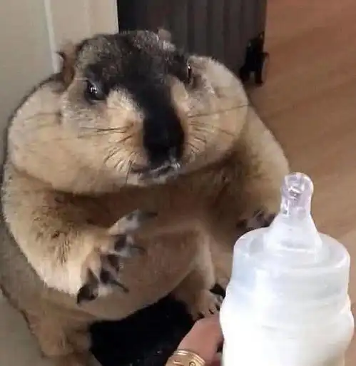 正在吮奶嘴的土拨鼠被主人横刀夺爱,看着奶瓶土拨鼠做了这个动作