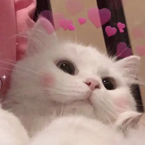 猫咪偷偷抹把泪表情包头