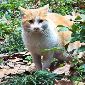 模范爱猫男子
