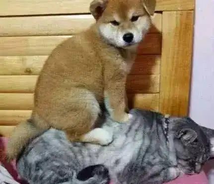 看到自己的地盘被占,狗狗直接坐猫背上狂踩,猫咪的反应叫人意外