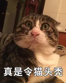 中国虎斑猫惊呆表情火到国外,笑到你憋出内伤