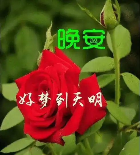 中老年表情包,晚安我的朋友,感恩有你,么么哒