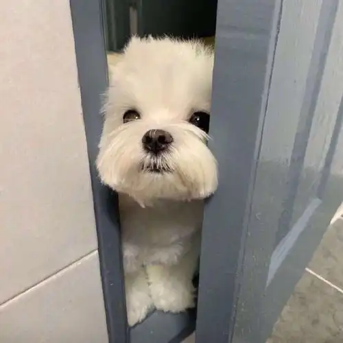 沙雕搞笑的舔狗文案