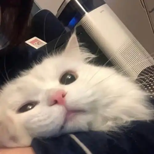 猫咪头像男生代表什么离