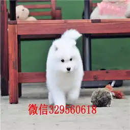 南通哪里有卖纯种萨摩耶萨摩耶犬舍狗场出售极品萨摩耶幼犬出售家养萨摩耶宝宝