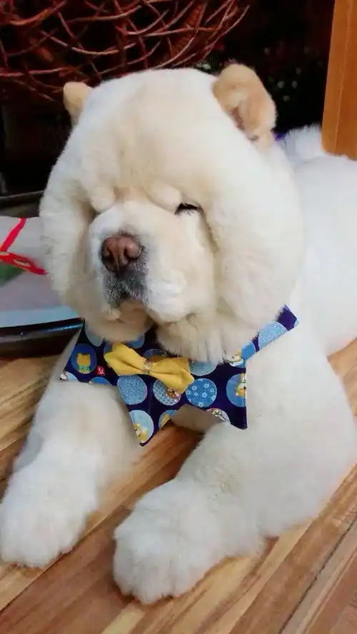 一起睡觉表情包动态睡姿