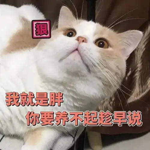 猫猫表情包大合集,一整周都不用打字啦