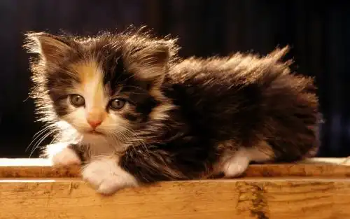 资深猫奴的几大特点,你占了几条