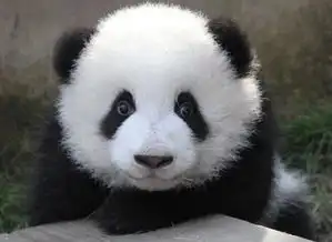 22年梦想成真老美终于见到了熊猫,感动到破音,失声,泪目