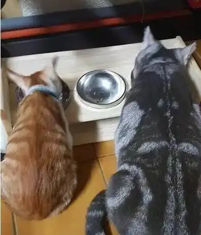十个橘猫九个胖,还有一个压塌炕,真的是大橘为重啊