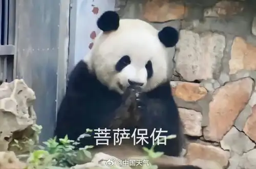 泪流满面表情包熊猫水果