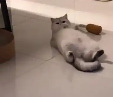 跟猫相处半年,慢慢发现不对,男子本想养只猫,感觉像养个祖宗