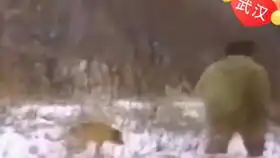见过威风的东北虎,没见过忽忽悠悠就瘸了的猛虎