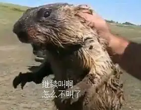 土拨鼠叫表情包视频借我